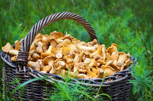 Wicker basket with wild mushrooms chanterelles