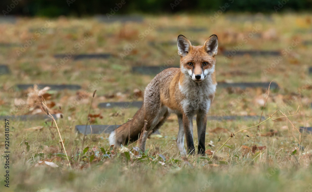 Obraz premium Young Red Fox