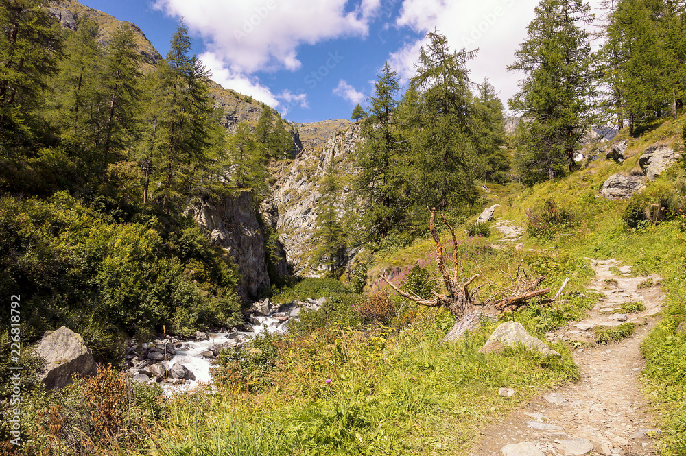 Peaceful creek in a forest in the valley of Gressoney near Monte Rosa