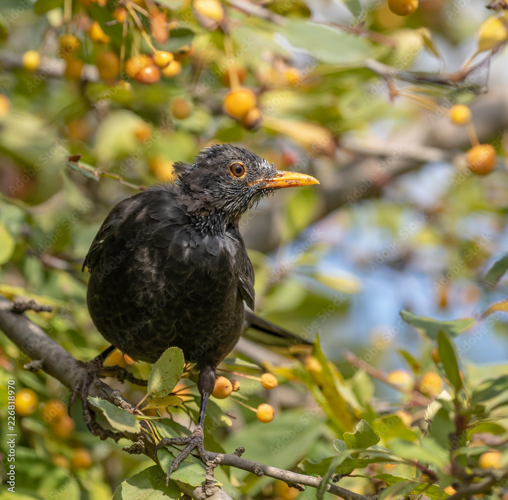 Fototapeta premium Blackbird in Autumn berry tree