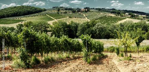 Vineyards of Montespertoli, rural part of Florence, Tuscany photo