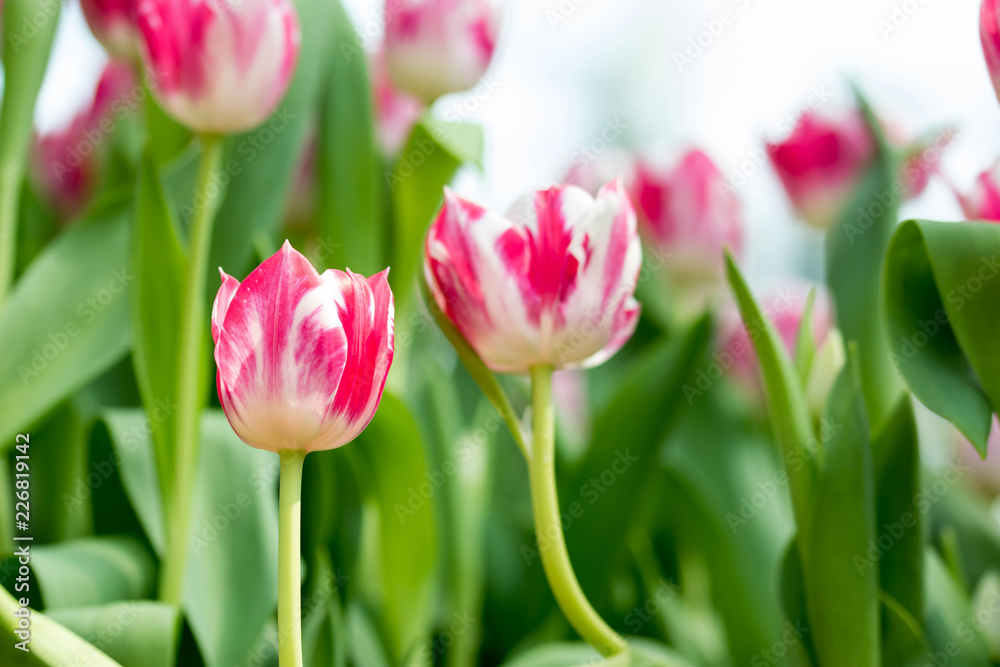Red tulips with green blurry background Red tulips with green blurry background