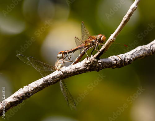 Common darter dragonflies © David