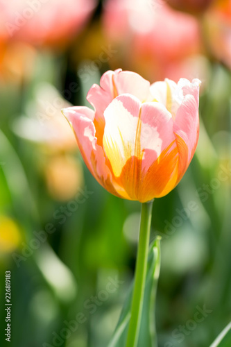 Orange tulips with green blurry background