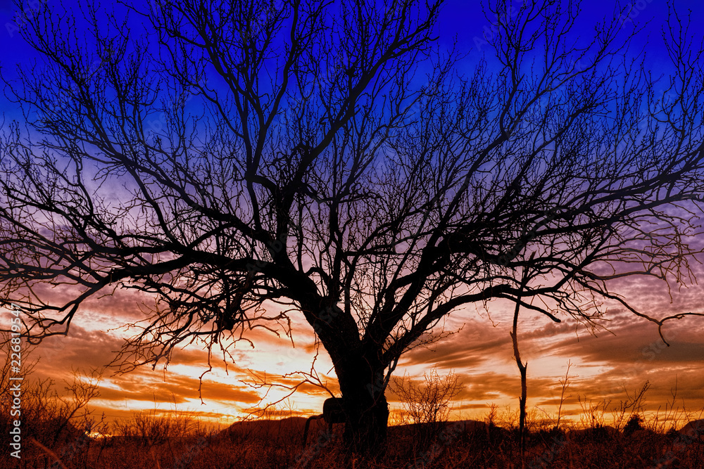 Mesquite tree against winter sunset