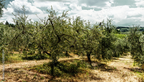 Olive trees in Montespertoli, Florence