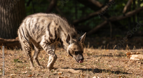 Striped Hyena