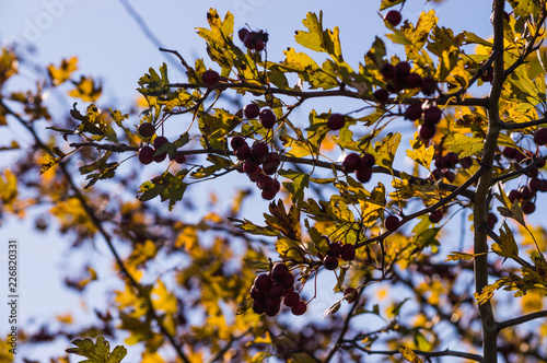 Autumn berries on a branch