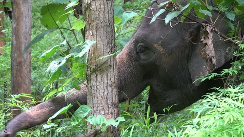 Elephants on grass. Elephant World Sunctuary, Thailand
 photo