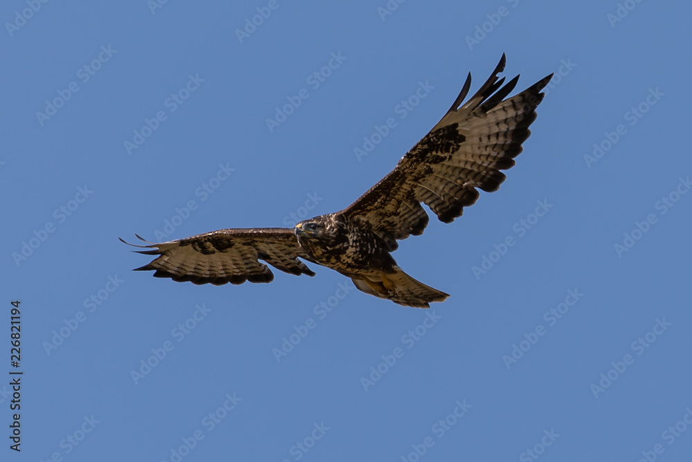 Obraz premium Common Buzzard