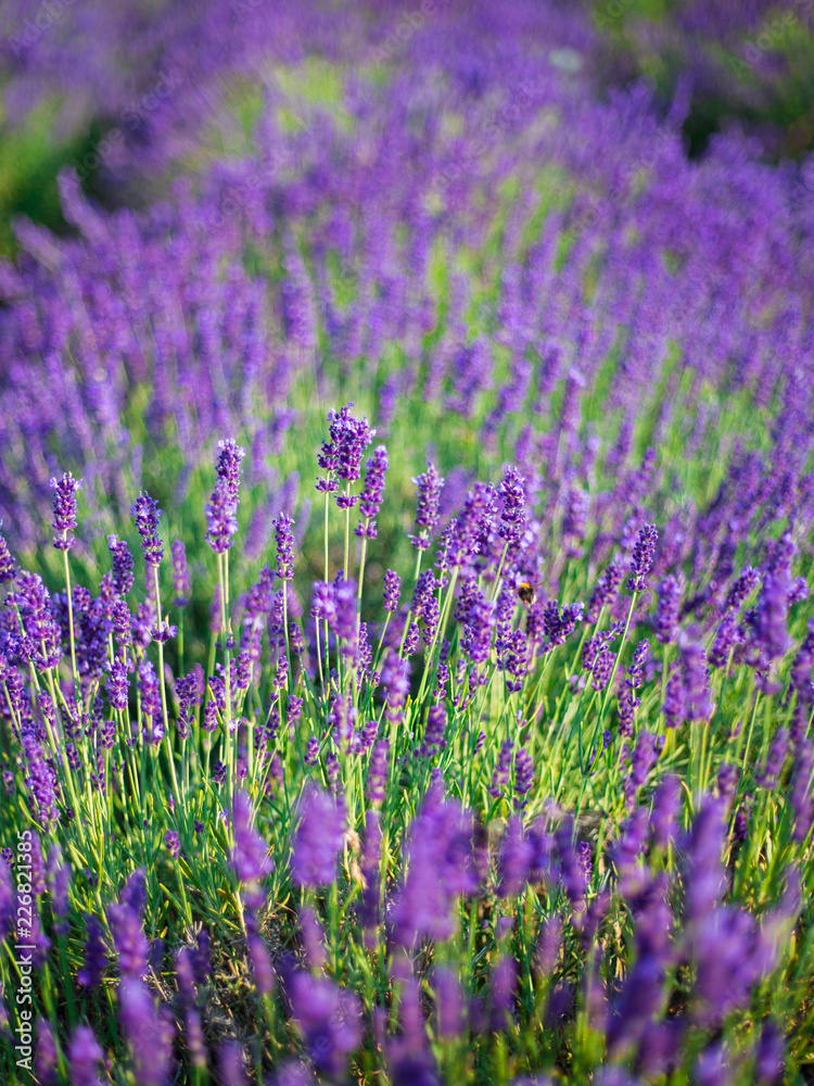 Lavender bushes closeup on sunset. Sunset gleam over purple flowers of lavender. Lavender bushes closeup on sunset. Sunset gleam over purple flowers of lavender.