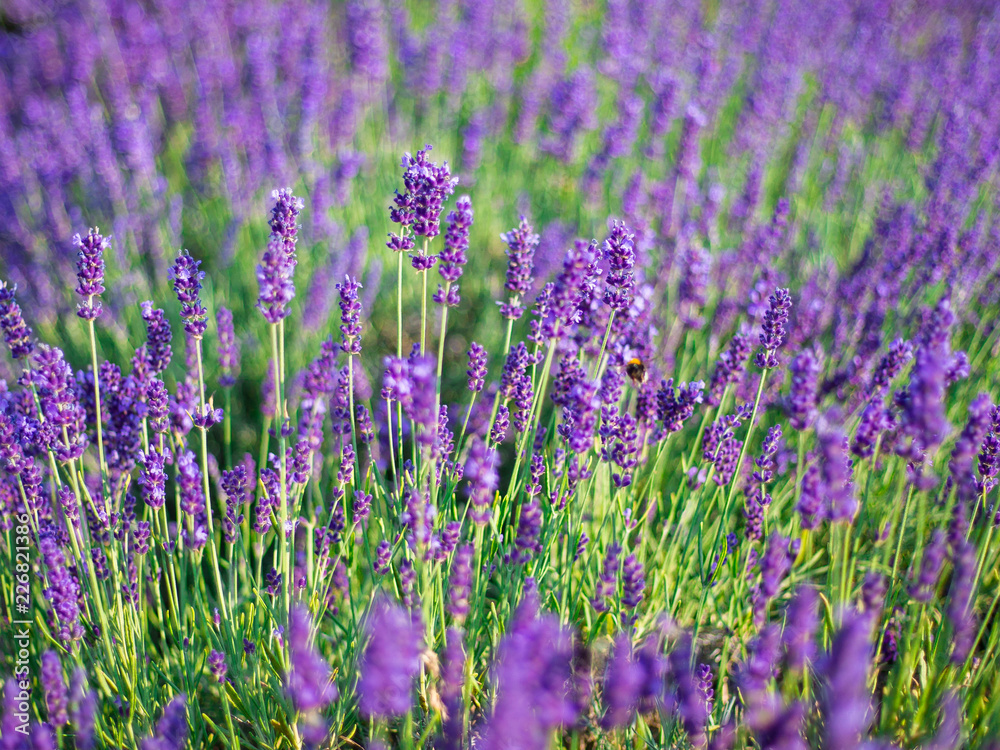 Naklejka premium Lavender bushes closeup on sunset. Sunset gleam over purple flowers of lavender.