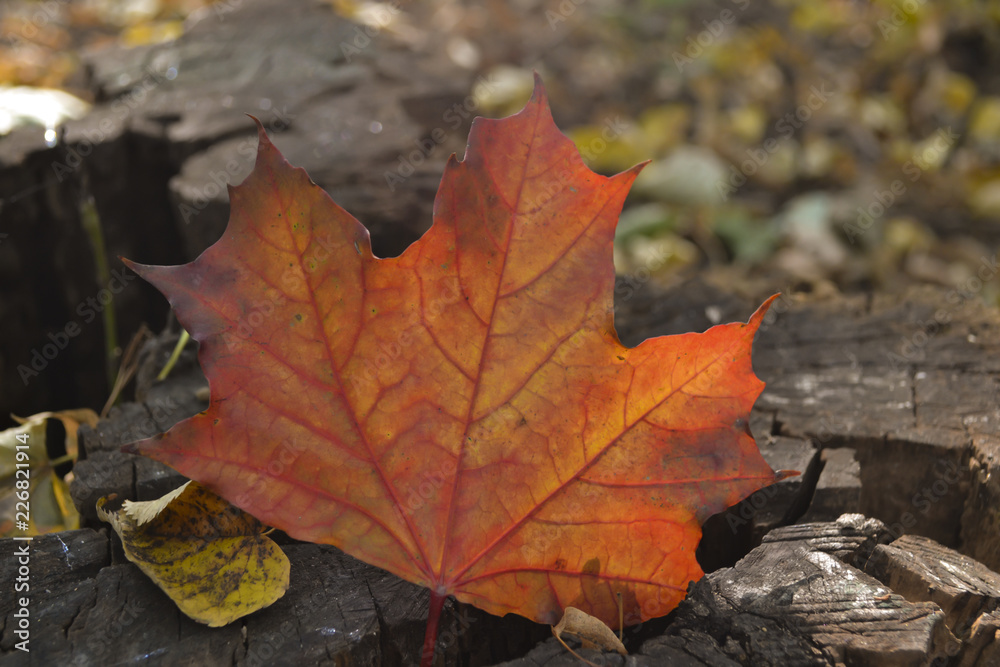 Beautiful maple leaf in autumn. Fallen leaf close up.