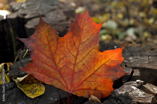 Beautiful maple leaf in autumn. Fallen leaf close up.