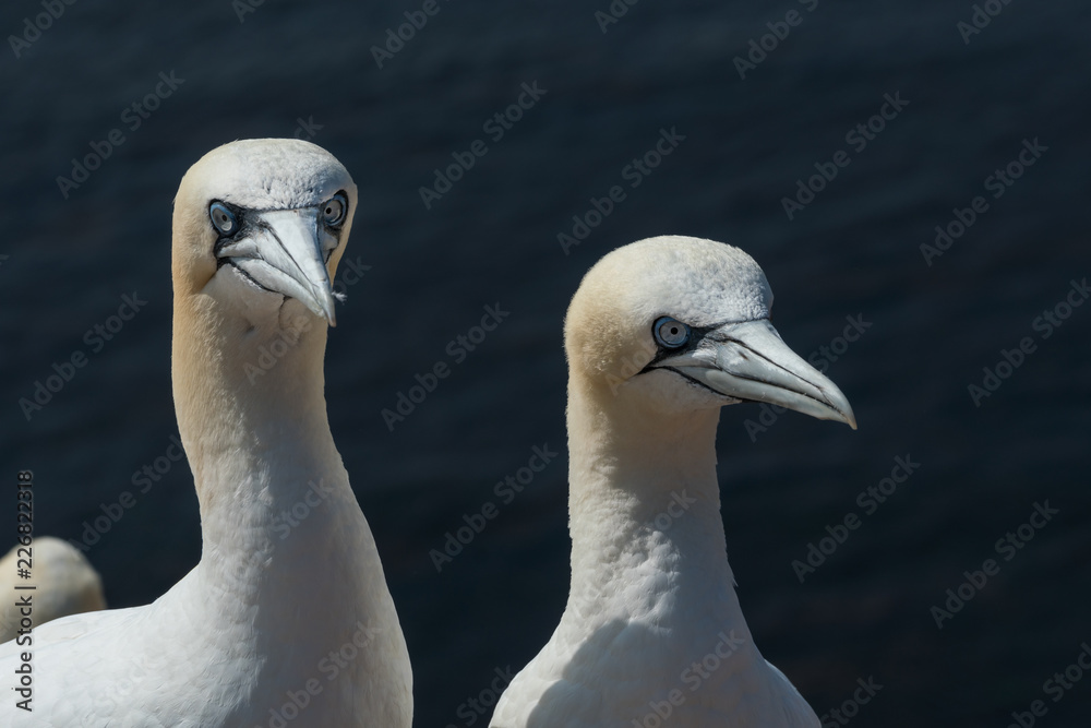Fototapeta premium Basstölpel auf der Insel Helgoland