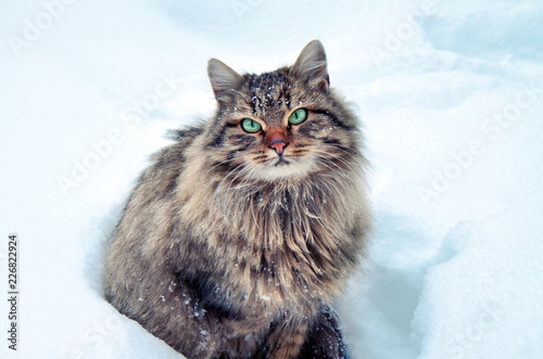 The Siberian cat sits in the deep snow and looks into the camera photo