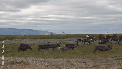 Reindeers walk on the moss in the tundra, reindeer are seen the wigwams of the reindeer herders and mountain views