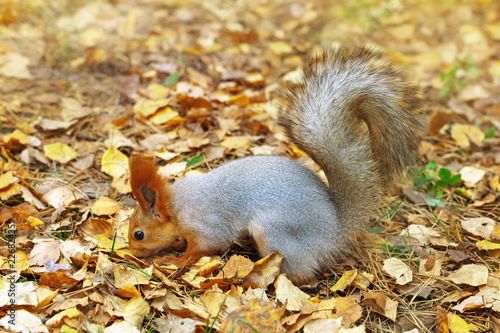 Red squirrel sniffing  looking for hidden food. Fluffy rodent in autumn forest.