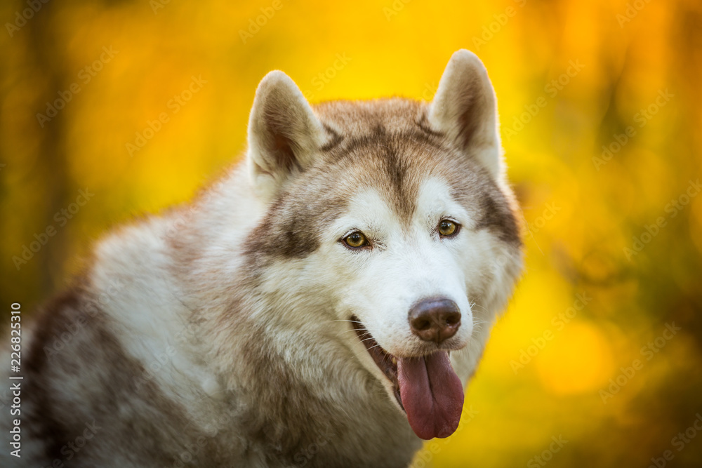 Close-up Portrait of happy and smiley Beige and white dog breed Siberian Husky posing in fall in the bright forest Close-up Portrait of happy and smiley Beige and white dog breed Siberian Husky posing in fall in the bright forest