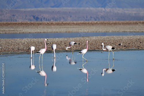 Flamingo in a salt lake.