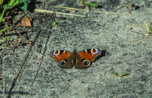 Butterfly on the sand in the sun