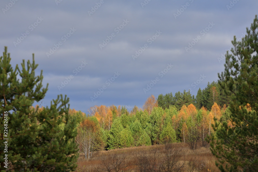 Beautiful autumn forest. Yellow and green trees illuminated by sunlight.