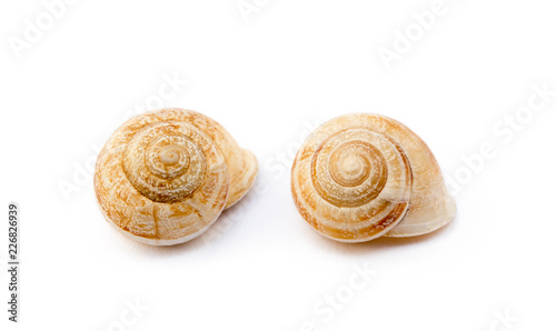  Exotic sea snail isolated on white background