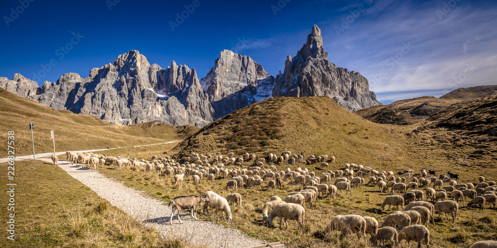Fototapeta premium sheep in passo rolle