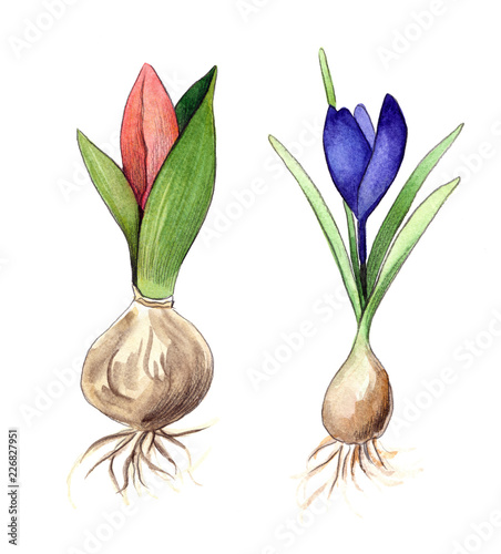 tulip and crocus bulbs, watercolor and pencil hand drawn isolated artwork