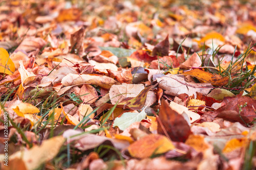Background from colorful autumn leaves and green grass. Fallen foliage.