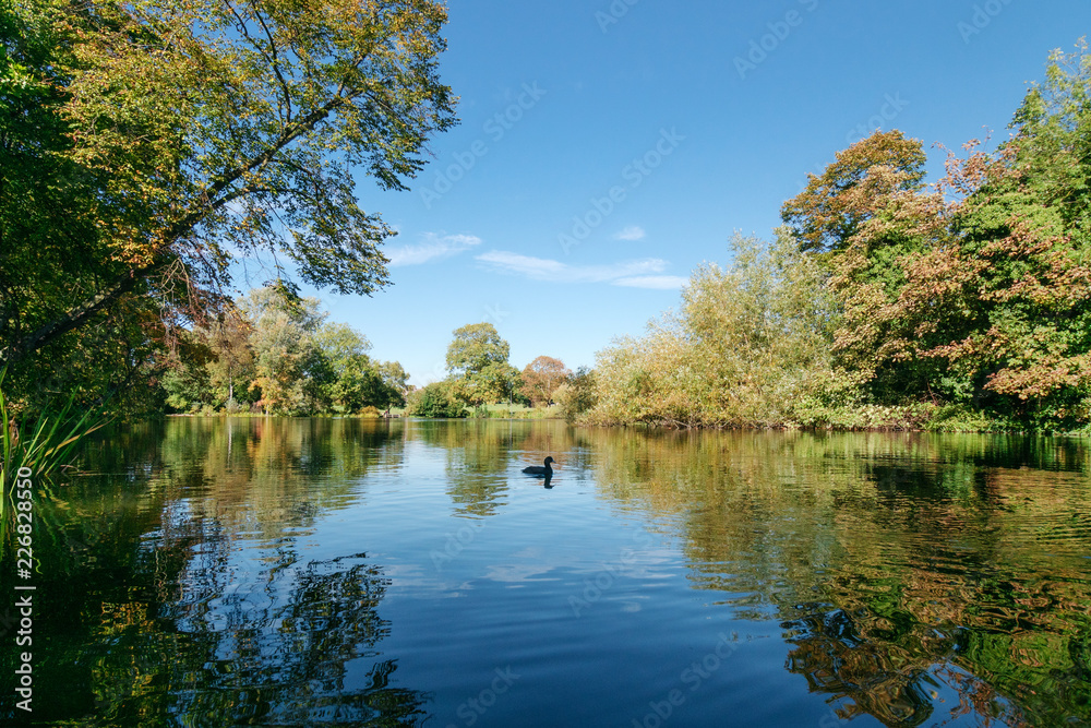 Fototapeta premium England forest
