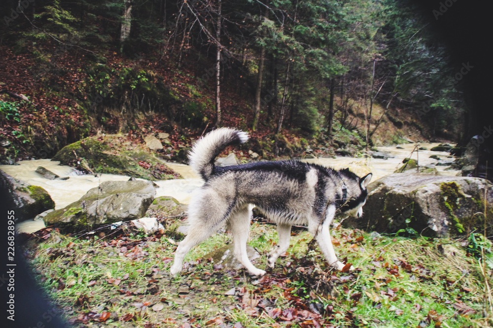 Rain and mountains. Travel from Hawkeye. Swamp and river. Dirty and wet dog Rain and mountains. Travel from Hawkeye. Swamp and river. Dirty and wet dog