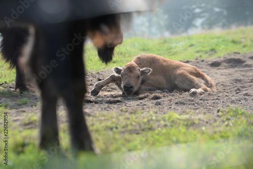 Hallo Welt. Süßes Bisonkalb wälzt sich im Sand