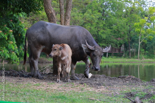 Bufflo at northern of Thailand walking at the field of grass. Buffaloes have been used since centuries by peasants in order to plough their rice fields. photo