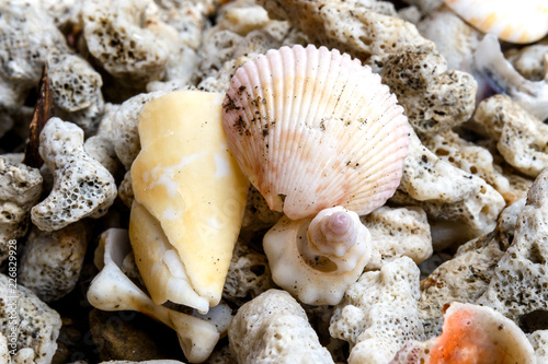 Macro shot of seashells
