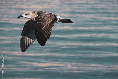 Seagull croatia sea