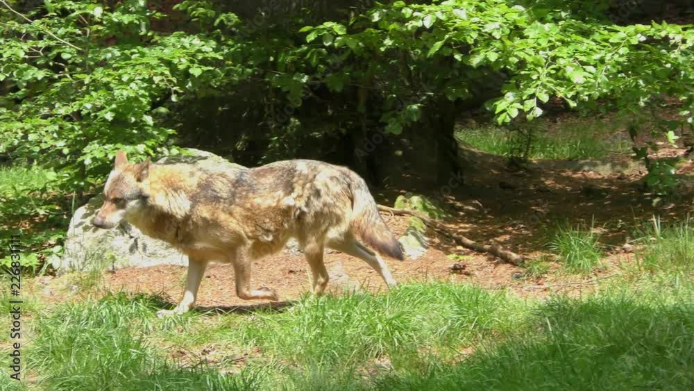 Wolf in the Bavarian Forest National Park, Bavaria, Germany Wolf in the Bavarian Forest National Park, Bavaria, Germany