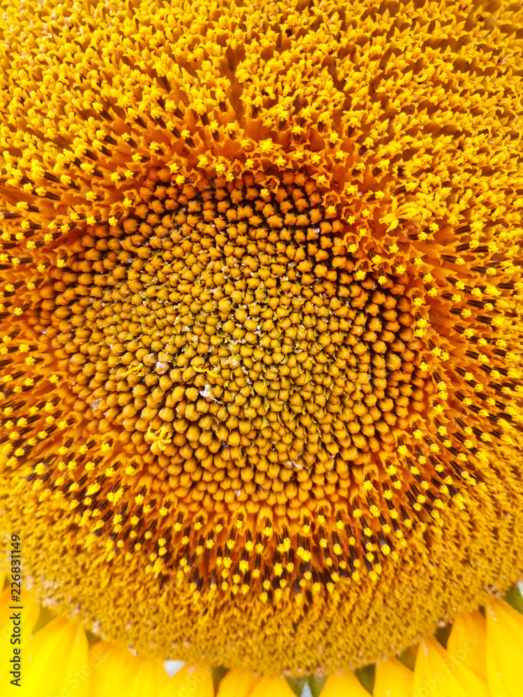 Sunflower close up Sunflower close up