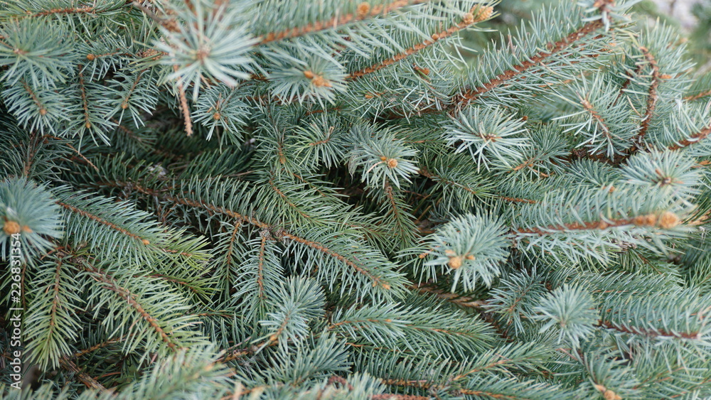 Pine tree texture