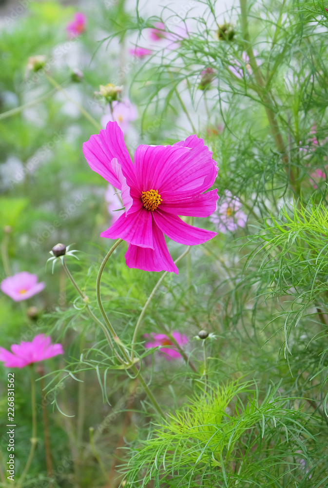 Bright pink cosmos flower on a bed among the greenery in the park.