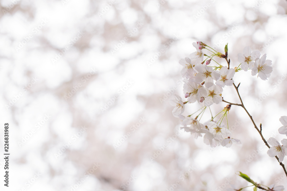 Naklejka premium 桜