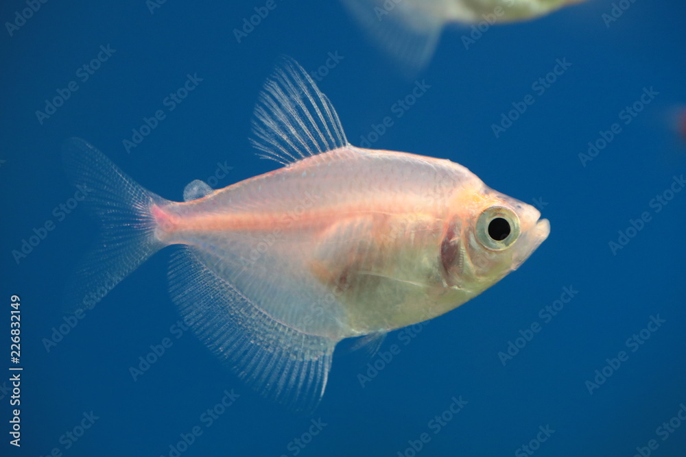 Fototapeta premium tropical fish in an aquarium