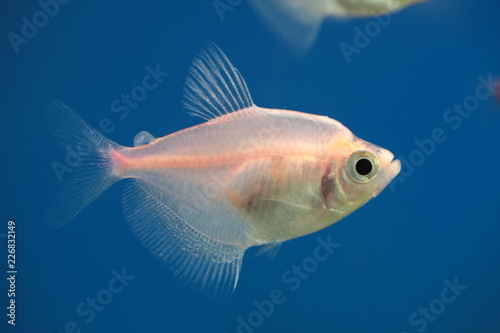 tropical fish in an aquarium © Philip