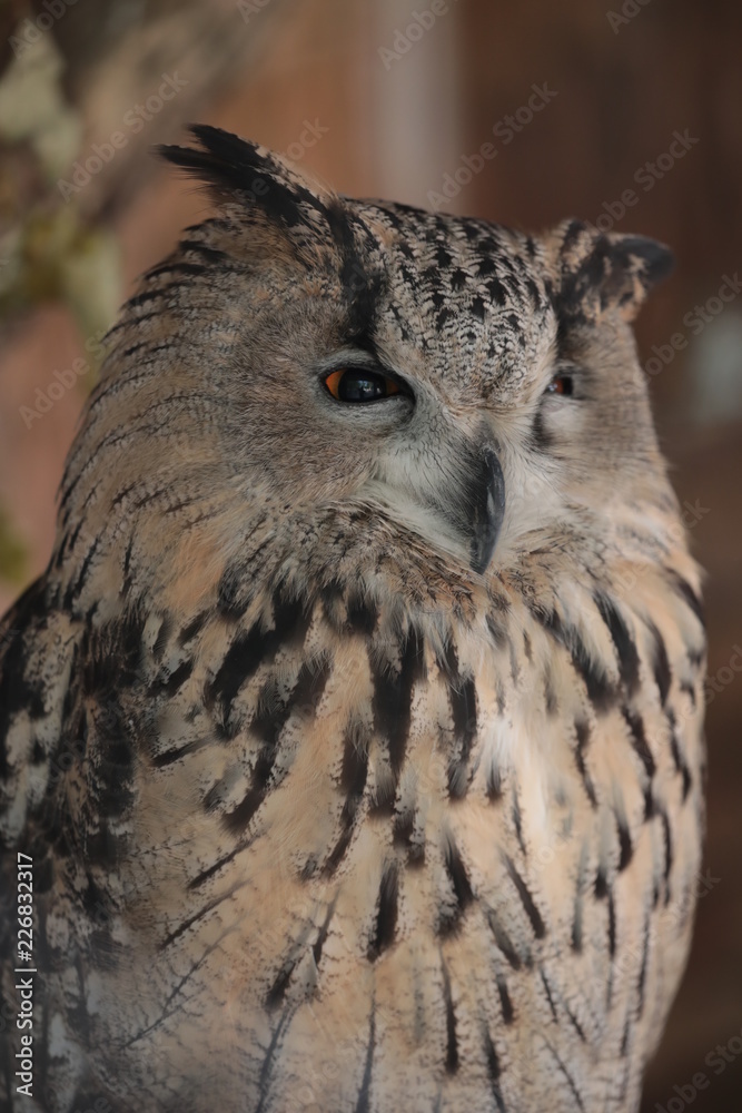 portrait of an owl portrait of an owl