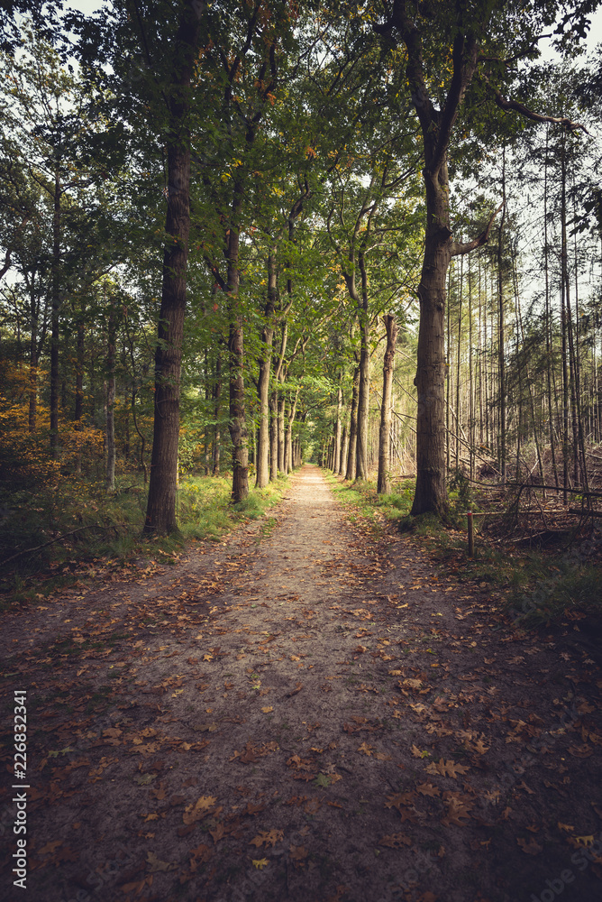 road in the forest road in the forest