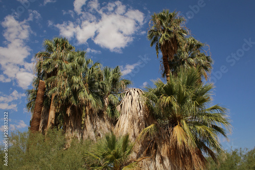 Fan Palms at the Oasis of Mara, Joshua Tree National Park, California photo