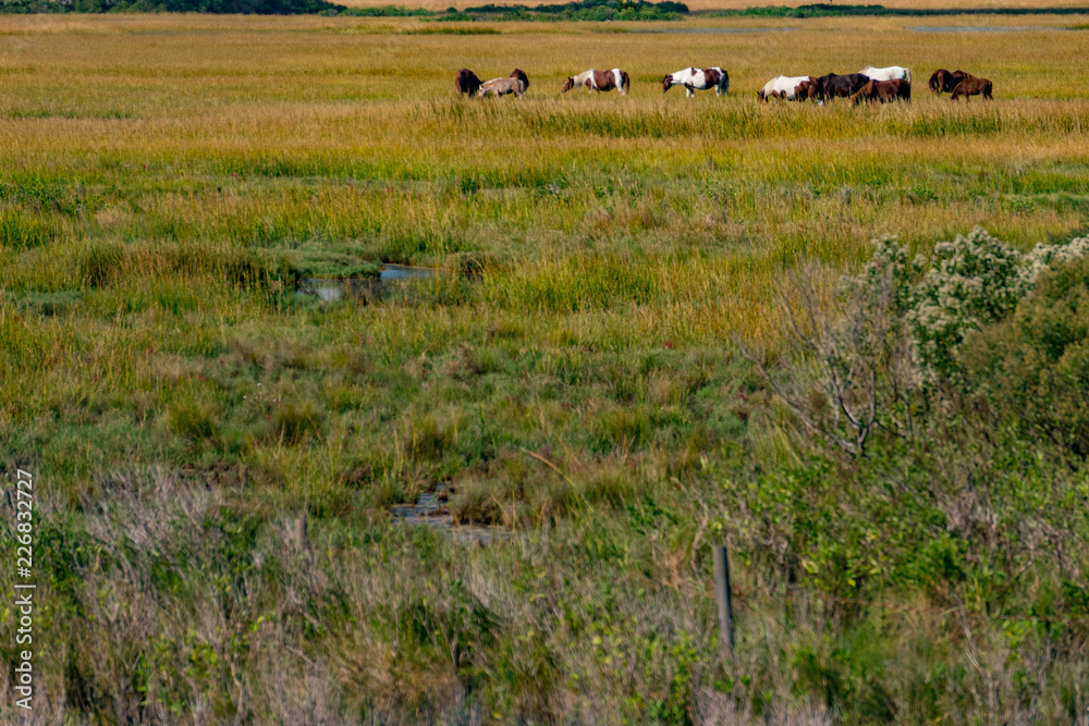 Horses of Assateague Island