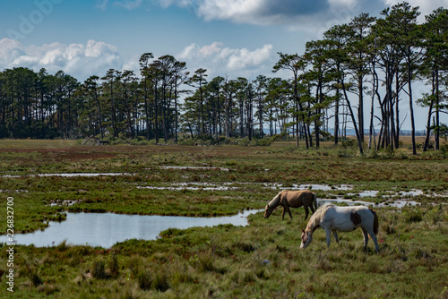 Obraz na płótnie Horses of Assateague Island w salonie