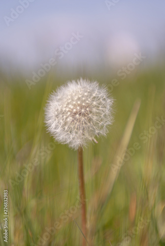 Sonnenblume alleine im Feld