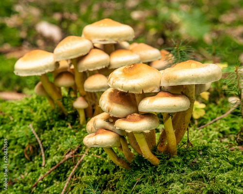Pilzgruppe im Wald auf Moos
